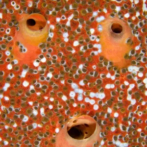 Red Boring Sponge Print (Cliona delitrix) with Zoanthids Red Boring Sponge Print (Cliona delitrix) with Zoanthids