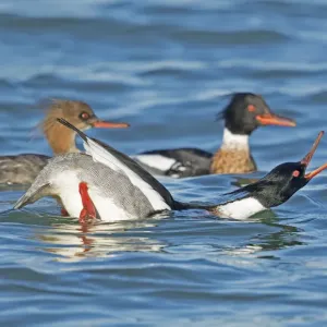 Red-breasted Mergansers (Mergus serrator) male in foreground performing courtship