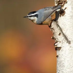 Red-breasted Nuthatch (Sitta canadensis), male clinging in its typical head-downward