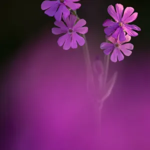 Red Campion Print, backlit in early morning sunlight Red Campion Print, backlit in early morning sunlight