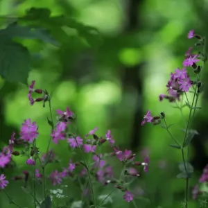 Red campion (Silene dioica) in flower, Larochette, Mullerthal, Luxembourg, May 2009 Red campion (Silene dioica) in flower, Larochette, Mullerthal, Luxembourg, May 2009