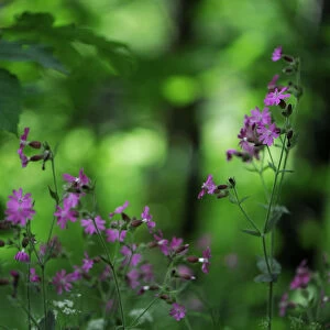 Red campion (Silene dioica) in flower, Larochette, Mullerthal, Luxembourg, May 2009