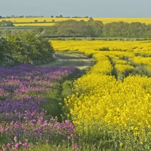 Red campion (Silene dioica) flowering in conservation margin next to a crop of Oilseed