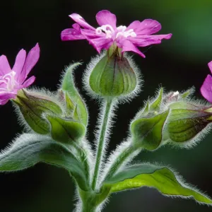 Red Campion Print, Berwickshire woodland scene Red Campion Print, Berwickshire woodland scene