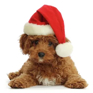 2020 Christmas Highlights