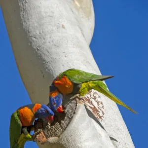 Red-collared lorikeet (Trichoglossus rubritorquis) pair examining hole in Eucalyptus