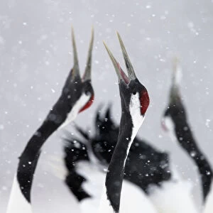Red-crowned Cranes (Grus japonensis) displaying and calling in snow, Hokkaido, Japan