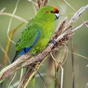 Red-crowned Parakeet (Cyanoramphus novaezelandiae) Enderby Island, Auckland Islands Group