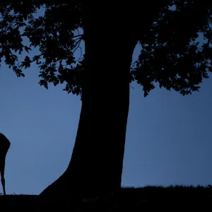 Red Deer (Cervus elaphus) doe, silhouetted at dusk, Bradgate Park, UK, November