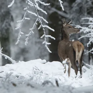 Red deer (Cervus elaphus) doe in winter snow, Vosges, France, January