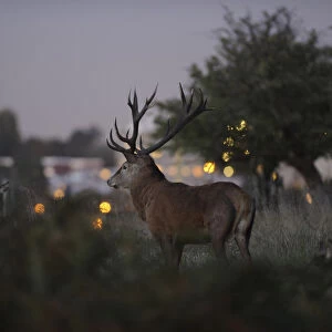 Red deer (Cervus elaphus) at dusk, lights of Roehampton Flats in background, Richmond Park
