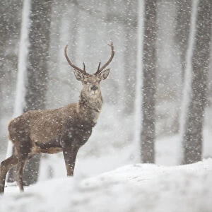 Red deer (Cervus elaphus) in heavy snowfall, Cairngorms National Park, Scotland