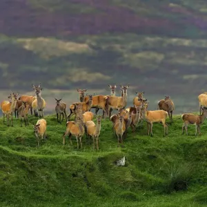 Red deer (Cervus elaphus) herd of female does and young, Jura, Scotland, UK, September Red deer (Cervus elaphus) herd of female does and young, Jura, Scotland, UK, September