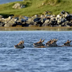 Red deer (Cervus elaphus) herd of female does and young swimming in coastal water Red deer (Cervus elaphus) herd of female does and young swimming in coastal water