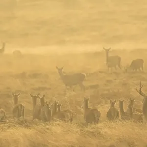 Red deer herd print, Derbyshire morning light Red deer herd print, Derbyshire morning light