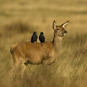 Red deer (Cervus elaphus) hind with two Jackdaws (Corvus monedula) on her back, Richmond Park