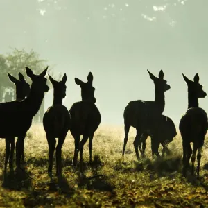 Red Deer (Cervus elaphus) hinds silhouetted in grassland. Richmond Park, London, UK Red Deer (Cervus elaphus) hinds silhouetted in grassland. Richmond Park, London, UK