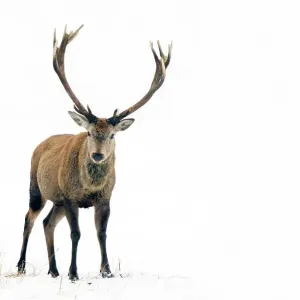 Red Deer Male in Snow Print Red Deer Male in Snow Print