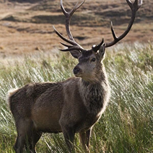 Red deer (Cervus elaphus) on moorland / blanket bog silhouetted against rushes, Alladale Estate