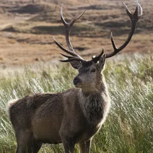 Red deer (Cervus elaphus) on moorland / blanket bog silhouetted against rushes, Alladale Estate