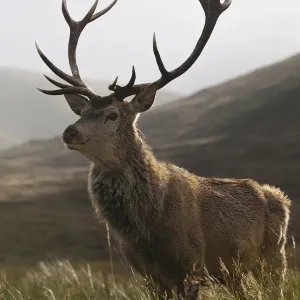 Red deer print on moorland landscape Red deer print on moorland landscape