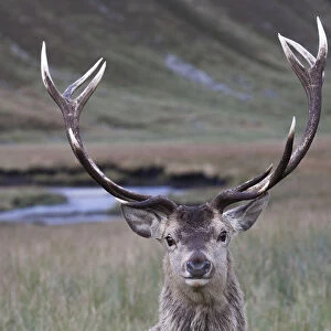 Red Deer (Cervus elaphus) portrait of head of stag and antlers. Alladale Estate, Scotland