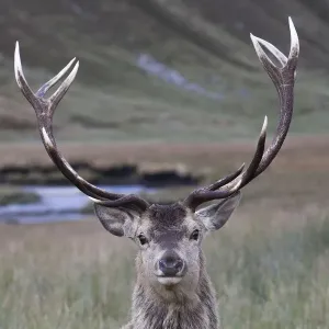 Red Deer Stag Print, Alladale Estate, Scotland