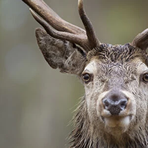 Red deer (Cervus elaphus) portrait in pine forest, Cairngorms NP, Highlands, Scotland