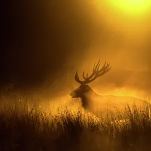 Le cerf rouge (Cervus elaphus) silhouetté à la tombée de la nuit, Richmond Park, Londres, Angleterre, Royaume-Uni. Octobre. Le cerf rouge (Cervus elaphus) silhouetté à la tombée de la nuit, Richmond Park, Londres, Angleterre, Royaume-Uni. Octobre.