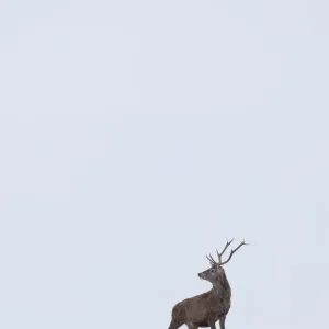 Red deer (cervus elaphus) solitary stag in snow, Alladale Reserve, Sutherland, Scotland Red deer (cervus elaphus) solitary stag in snow, Alladale Reserve, Sutherland, Scotland