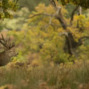 Red deer (Cervus elaphus) stag in autumn woodlands, Bradgate Park, Leicestershire