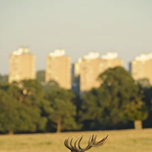 Red deer (Cervus elaphus) stag bellowing, rutting season, Roehampton Flats in background