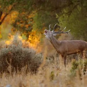 Red deer stag bellowing print, Los Alcornocales Natural Park, Spain Red deer stag bellowing print, Los Alcornocales Natural Park, Spain