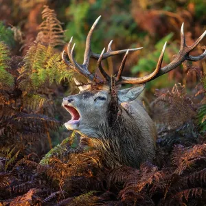 Red deer stag print, Bushy Park, London Red deer stag print, Bushy Park, London
