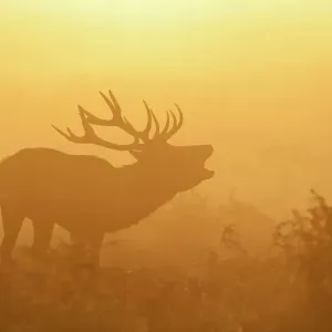 Red deer (Cervus elaphus) stag bellowing in mist at sunrise, rutting season, Bushy Park, London, UK, October. 2020VISION Exhibition. 2020VISION Book Plate Red deer (Cervus elaphus) stag bellowing in mist at sunrise, rutting season, Bushy Park, London, UK, October. 2020VISION Exhibition. 2020VISION Book Plate
