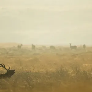 Red deer stag bellowing print Red deer stag bellowing print