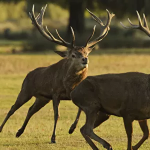 Red deer (Cervus elaphus) stag chasing another during a fight, rutting season, Bushy Park