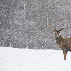 Red deer (Cervus elaphus) stag in heavy snow, Scotland, UK, February