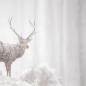 Red deer (Cervus elaphus) stag in heavy snowfall, Cairngorms National Park, Scotland