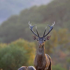 Red deer (Cervus elaphus) stag and two hinds, Los Alcornocales Natural Park, southern Spain