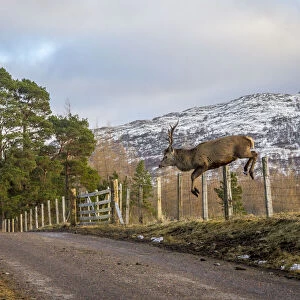 Red deer (Cervus elaphus) stag jumping over a stock fence along roadside, Cairngorms National Park, Scotland, UK. February