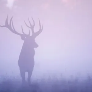 Red deer stag print in misty landscape Red deer stag print in misty landscape