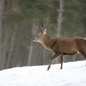 Red deer (Cervus elaphus) stag in pine woodland in winter, Cairngorms National Park Red deer (Cervus elaphus) stag in pine woodland in winter, Cairngorms National Park