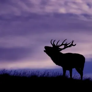 Le cerf rouge (Cervus elaphus) se brame à la tombée de la nuit pendant la saison de rut, Cheshire, Royaume-Uni. Le cerf rouge (Cervus elaphus) se brame à la tombée de la nuit pendant la saison de rut, Cheshire, Royaume-Uni.