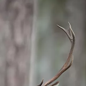 Red Deer (Cervus elaphus) stag seen from behind a tree. Cairngorms National Park