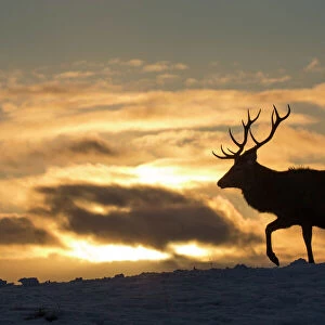 Red deer (Cervus elaphus) stag silhouetted at sunset, Scotland, UK, February