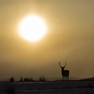 Red deer, (Cervus elaphus), stag silhouetted at sunset, Scotland, UK. February