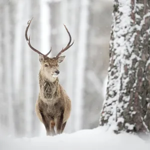 Images Dated 2015: March