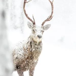 Ciervo rojo (Cervus elaphus) en celo en la nieve. Escocia, marzo. Ciervo rojo (Cervus elaphus) en celo en la nieve. Escocia, marzo.