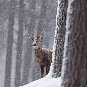 Red Deer Stag Print in Snowy Pine Forest, Cairngorms National Park Red Deer Stag Print in Snowy Pine Forest, Cairngorms National Park